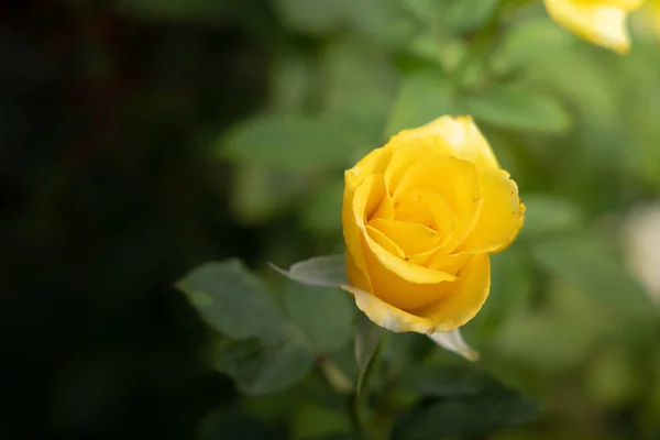 Rosas en el jardín — Foto de Stock