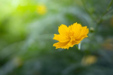 Renkli çiçeklerin arkaplan resmi