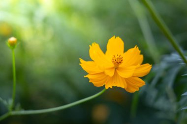 Renkli çiçeklerin arkaplan resmi