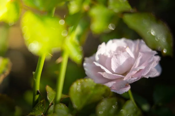 Rosen im Garten — Stockfoto