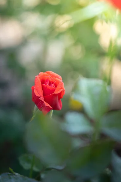 Rosas no jardim — Fotografia de Stock