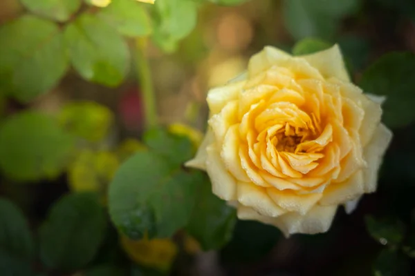 Mawar di taman — Stok Foto