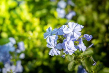 Renkli çiçeklerin arkaplan resmi