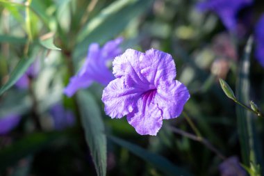 Renkli çiçeklerin arkaplan resmi