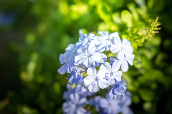 Das Hintergrundbild der bunten Blumen — Stockfoto