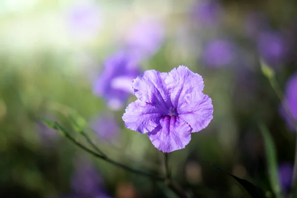 Obrázek pozadí barevných květin — Stock fotografie