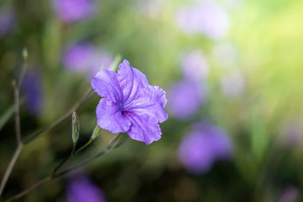 La imagen de fondo de las flores de colores —  Fotos de Stock