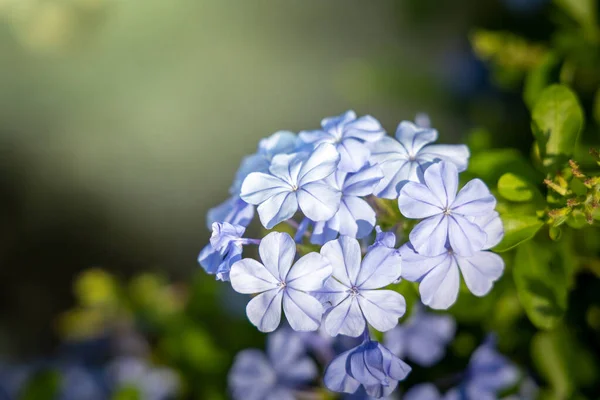 L'image de fond des fleurs colorées — Photo