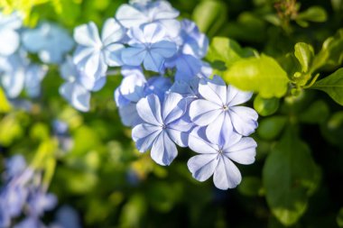 Renkli çiçeklerin arkaplan resmi