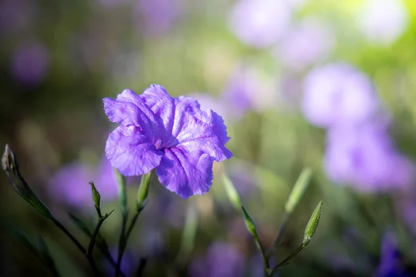 La imagen de fondo de las flores de colores —  Fotos de Stock