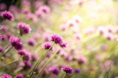 Renkli çiçeklerin arkaplan resmi