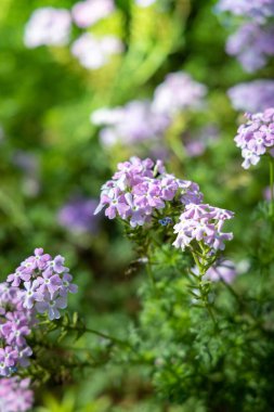Renkli çiçeklerin arkaplan resmi