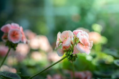 Renkli çiçeklerin arkaplan resmi