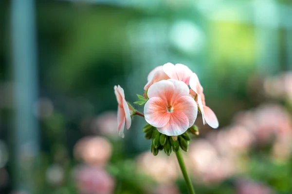 L'image de fond des fleurs colorées — Photo