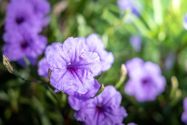 Bakgrundsbilden av de färgglada blommor — Stockfoto