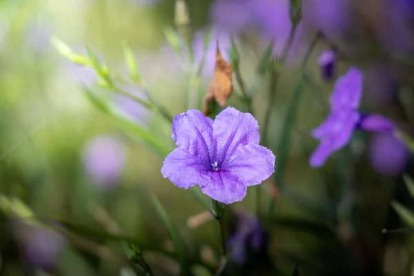 La imagen de fondo de las flores de colores —  Fotos de Stock