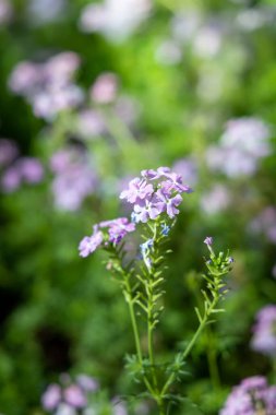 Renkli çiçeklerin arkaplan resmi