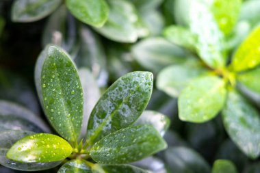 Bahçede güneş ışığı altında yeşil yaprak kapatın. Doğal backgr