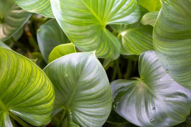Bahçede güneş ışığı altında yeşil yaprak kapatın. Doğal backgr