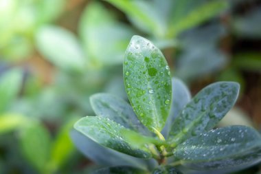 Bahçede güneş ışığı altında yeşil yaprak kapatın. Doğal backgr