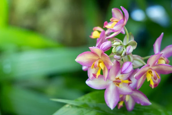 L'image de fond des fleurs colorées — Photo