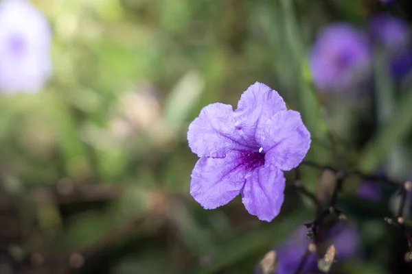 Das Hintergrundbild der bunten Blumen — Stockfoto