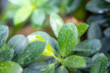 Bahçede güneş ışığı altında yeşil yaprak kapatın. Doğal backgr