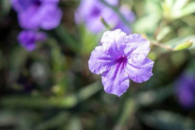 Renkli çiçeklerin arkaplan resmi