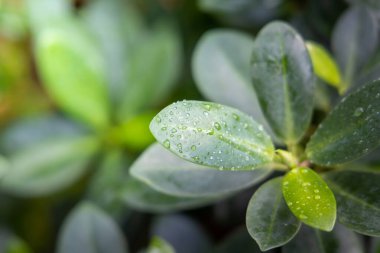 Bahçede güneş ışığı altında yeşil yaprak kapatın. Doğal backgr