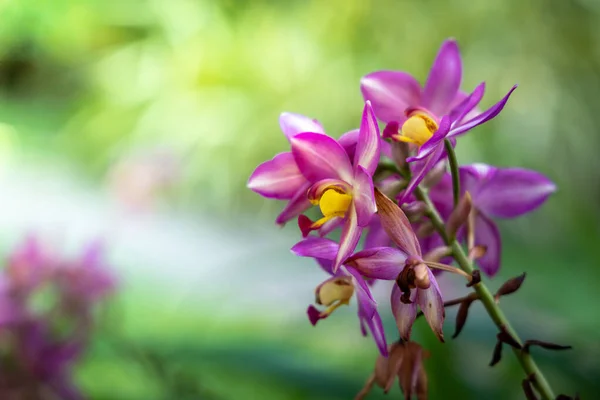 Bakgrundsbilden av de färgglada blommor — Stockfoto