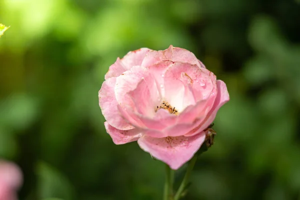 Rosas en el jardín — Foto de Stock