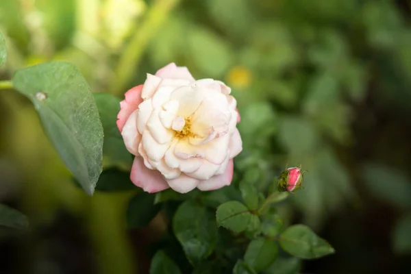 Rosas en el jardín — Foto de Stock