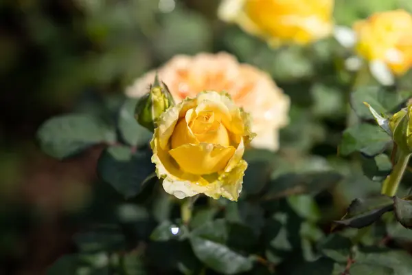 Rosas en el jardín — Foto de Stock