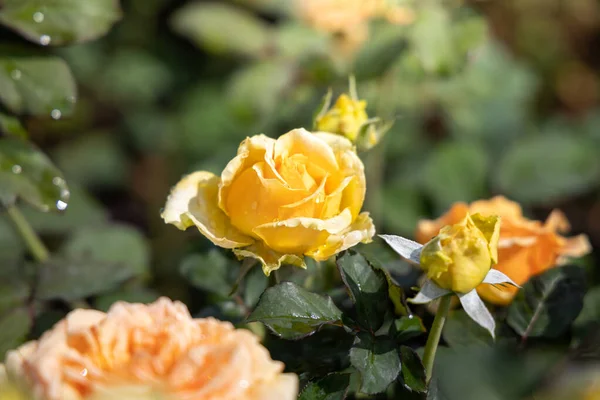 Rosas en el jardín — Foto de Stock