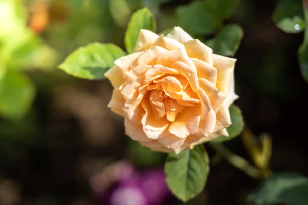 Rosas en el jardín — Foto de Stock