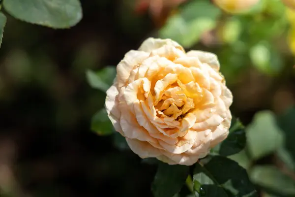 Rosas en el jardín — Foto de Stock