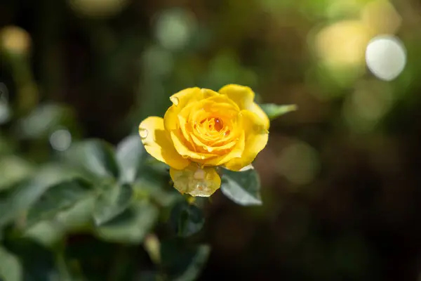 Rosas en el jardín — Foto de Stock