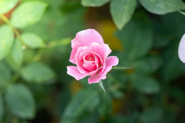 庭のバラ — ストック写真