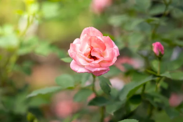 Rosas en el jardín — Foto de Stock