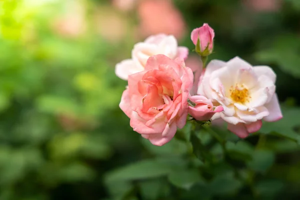 Rosas en el jardín — Foto de Stock