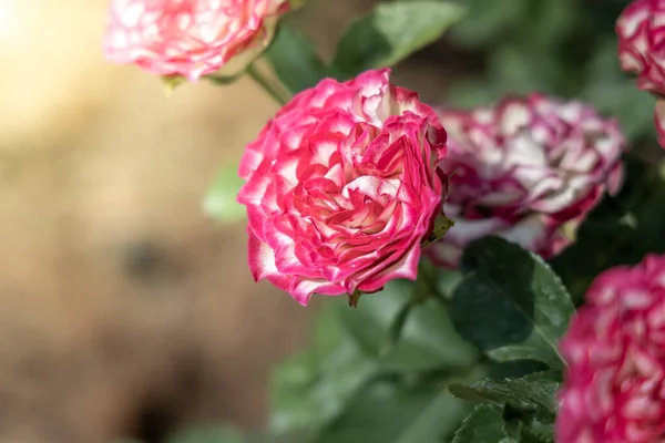 Roses in the garden — Stock Photo, Image