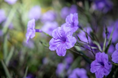 Renkli çiçeklerin arkaplan resmi