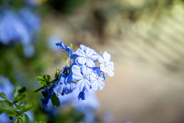 The background image of the colorful flowers — Stock Photo, Image