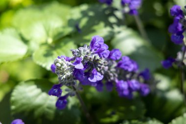 Renkli çiçeklerin arkaplan resmi