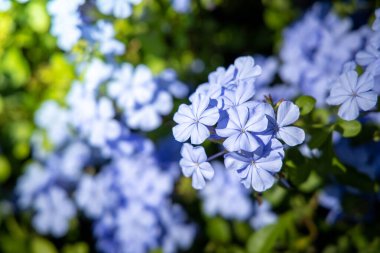 Renkli çiçeklerin arkaplan resmi