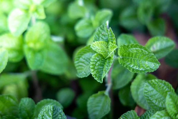 Close-up groen blad onder zonlicht in de tuin. Natuurlijke backgr — Stockfoto