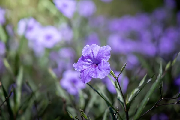 Bakgrundsbilden av de färgglada blommor — Stockfoto