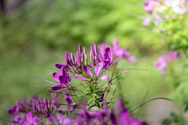 L'image de fond des fleurs colorées — Photo