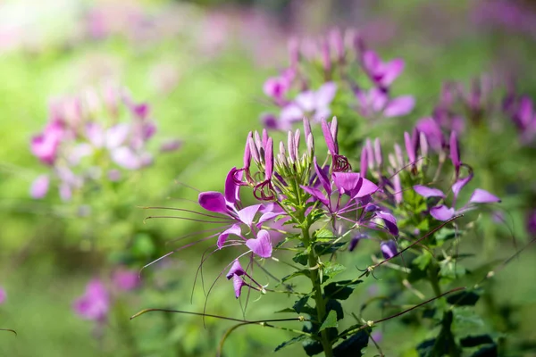 Bakgrundsbilden av de färgglada blommor — Stockfoto