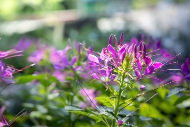 Renkli çiçeklerin arkaplan resmi